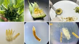 TÜBİTAK, Ayçiçeğinde Saf Hat Geliştirme Projesine Destek Veriyor