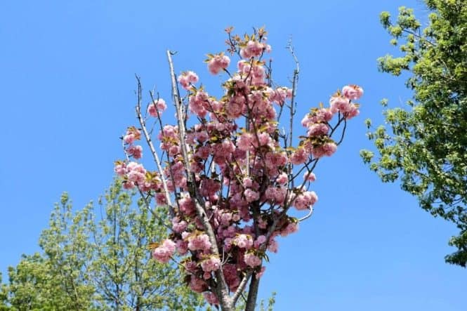Sakarya’da Sakura Ağaçları Baharın Gelişiyle Şehre Yeni Bir Renk ve Estetik Katıyor